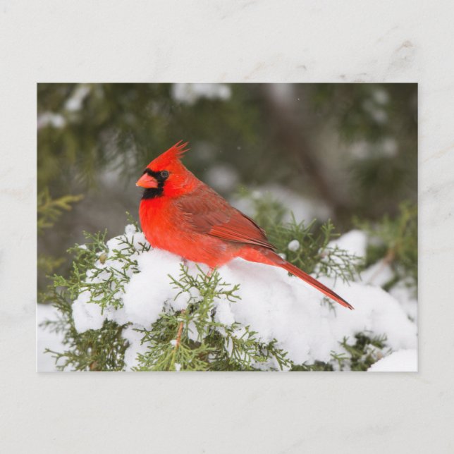 Postal Festiva Cardenal del norte en árbol de Juniper en invierno (Anverso)