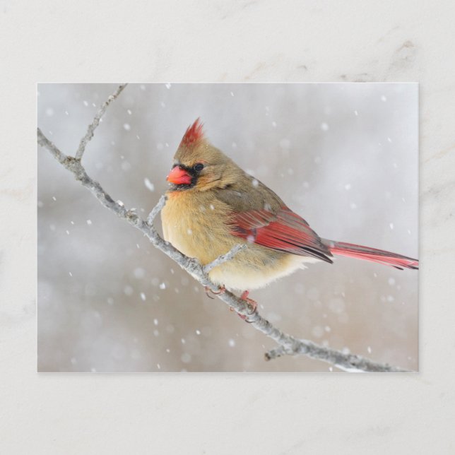 Postal Festiva Cardenal hembra en nieve (Anverso)