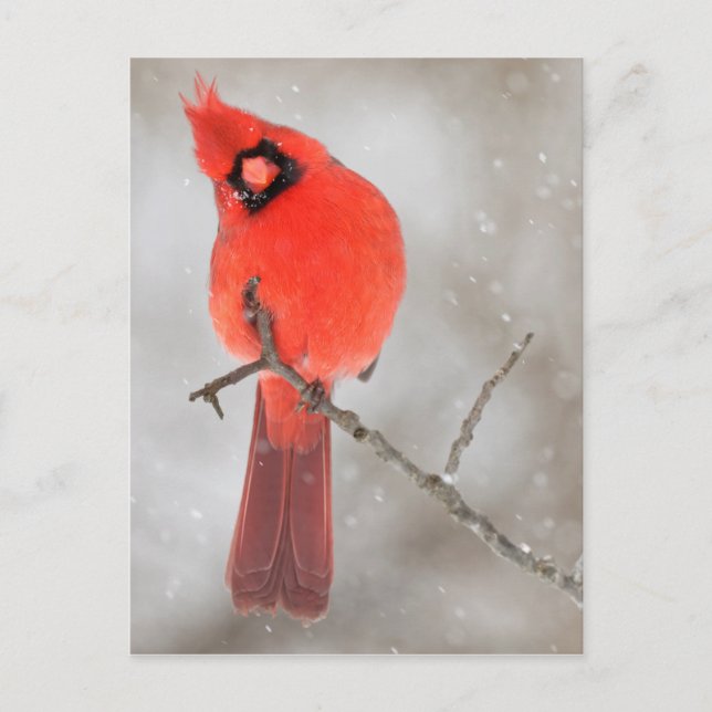 Postal Festiva Cardenal macho en la nieve (Anverso)