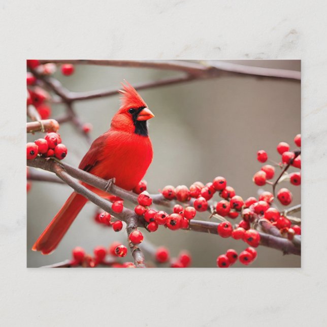 Postal Festiva Cardenal rojo Bird Forest Berries (Anverso)
