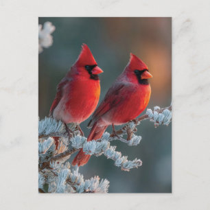Postal Festiva Cardenales del Norte Rojos Posados en una Rama Hel