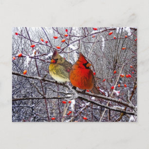 Postal Festiva Cardinal Christmas Postcard