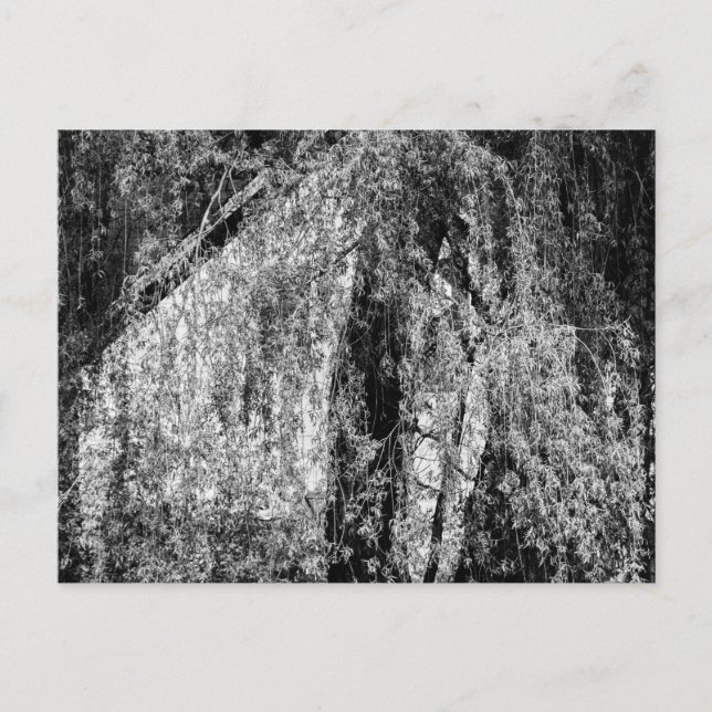 Postal Festiva casa de vida (Anverso)