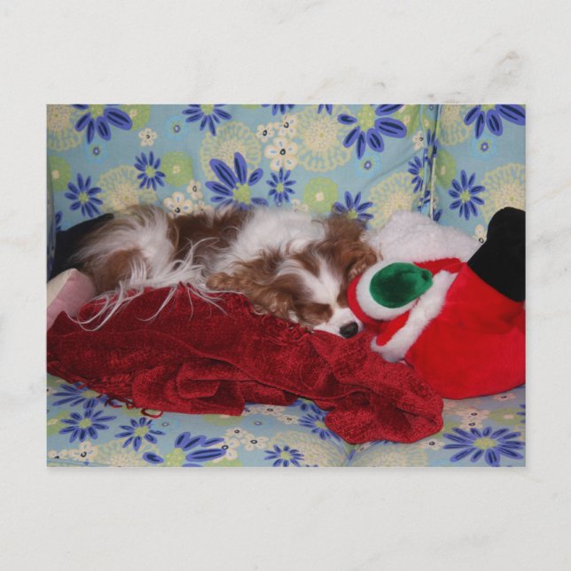 Postal Festiva Cavalier King Charles Spaniel Sobrecarga de Navida (Anverso)