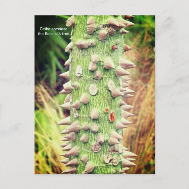 Postal Festiva Ceiba speciosa, el árbol de seda flotante (Anverso)