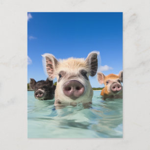 Postal Festiva Cerdo de Natación en Bahamas 2024