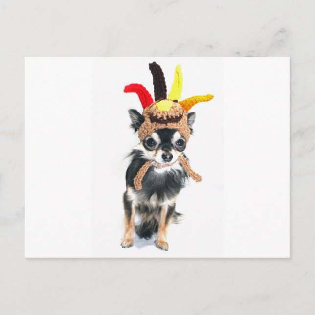 Postal Festiva Chihuahua de Turquía de la acción de gracias (Anverso)