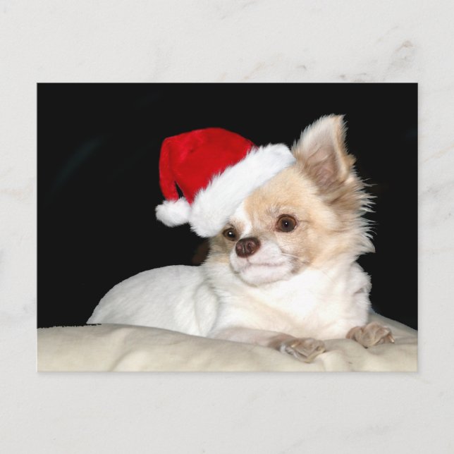 Postal Festiva Chihuahua en un Sombrero Santa (Anverso)