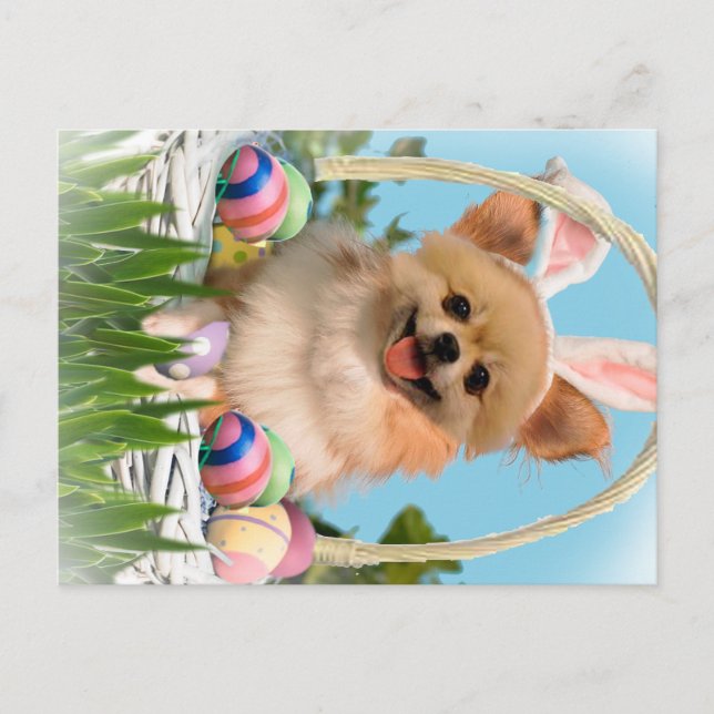 Postal Festiva Chihuahua Feliz Regalos de Pascua (Anverso)
