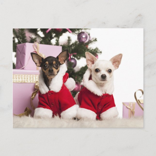 Postal Festiva Chihuahua Sentado Y Usando Un Demo De Navidades (Anverso)