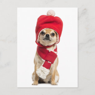 Postal Festiva Chihuahua Viendo A Navidades Gorra Y Scarf