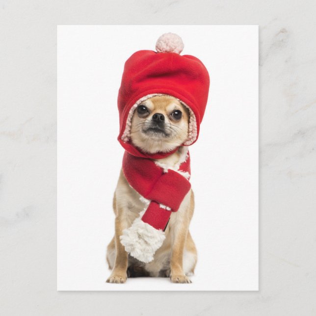 Postal Festiva Chihuahua Viendo A Navidades Gorra Y Scarf (Anverso)