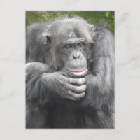 Chimpancé Contemplante