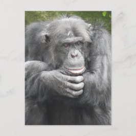 Postal Festiva Chimpancé Contemplante