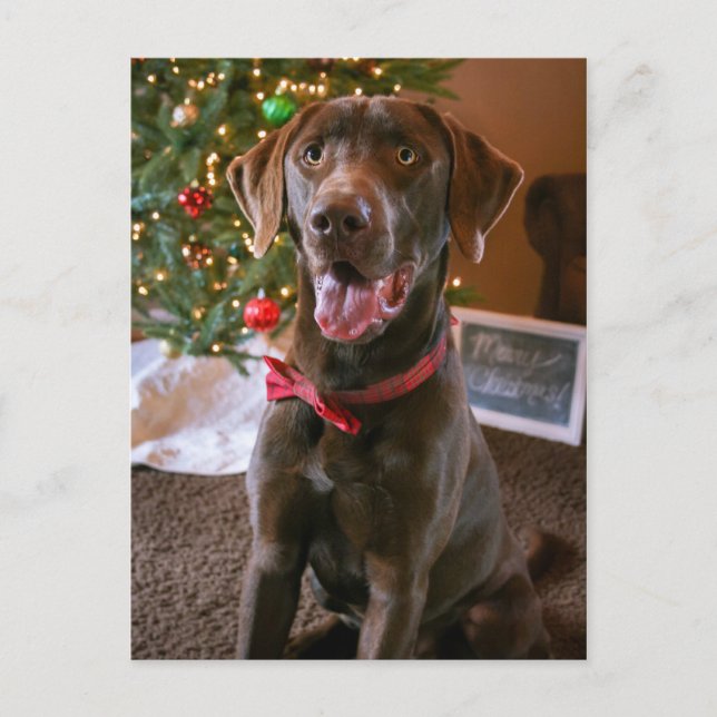 Postal Festiva Chocolate Lab Merry Christmas Postcard (Anverso)