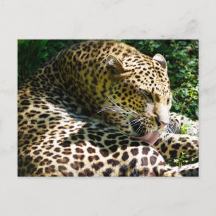 Postal Festiva Cierre del leopardo de Javan lamiéndose el pelo