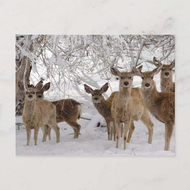 Postal Festiva Ciervo Mulo en Nieve (Anverso)