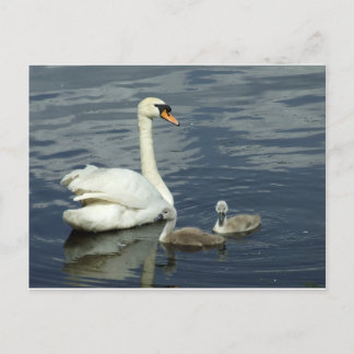 Postal Festiva Cisne mudo y pollos del cisne