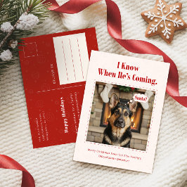 Postal Festiva Classic Playful Funny Dog Pet Photo Christmas