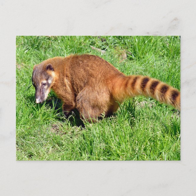 Postal Festiva Coati de cola anillada sobre la hierba (Anverso)