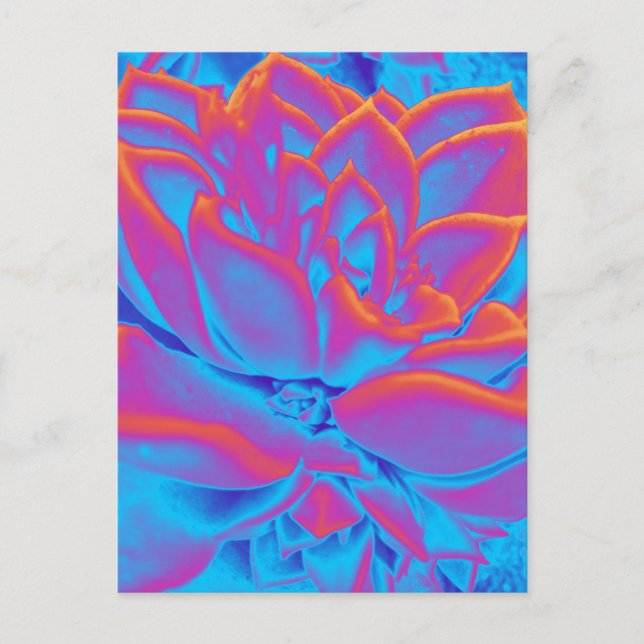 Postal Festiva Color arcoiris Suculento planta (Anverso)