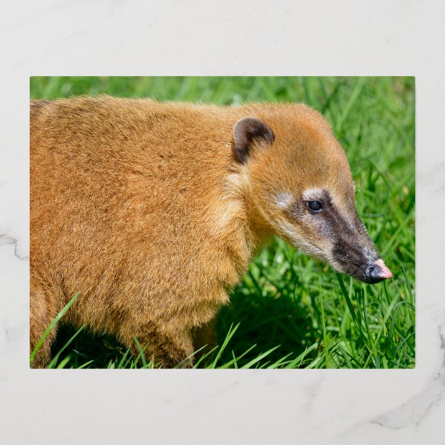 Postal Festiva Con Relieve Metalizado Coati de cola anillada en la hierba (Anverso)
