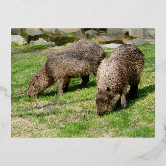 Postal Festiva Con Relieve Metalizado Hidrochaeris de Capybara (Anverso)