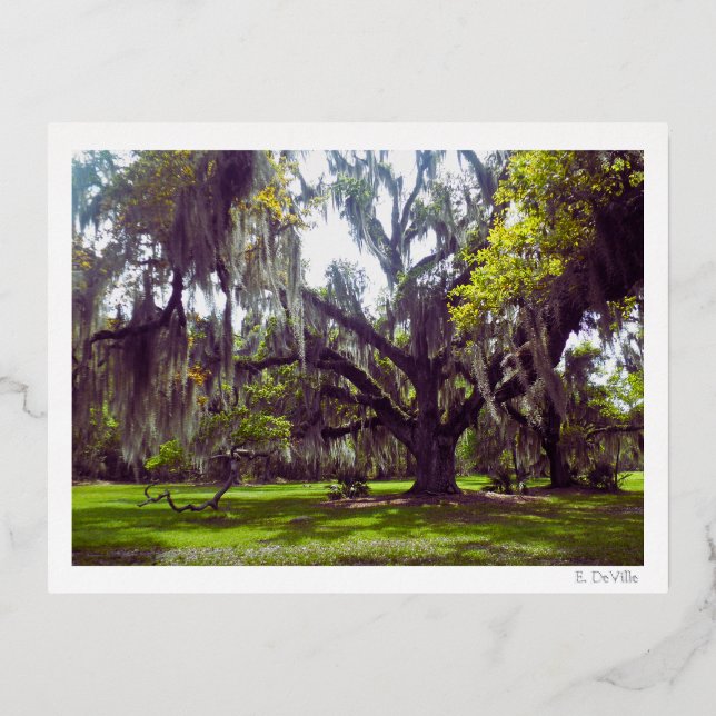 Postal Festiva Con Relieve Metalizado Louisiana Oak Tree Postcard (Anverso)