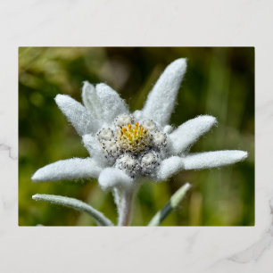 Postal Festiva Con Relieve Metalizado Macro de flor edelweiss