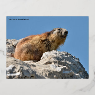 Postal Festiva Con Relieve Metalizado Marmota alpina en roca