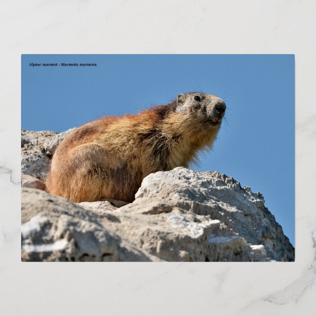Postal Festiva Con Relieve Metalizado Marmota alpina en roca (Anverso)