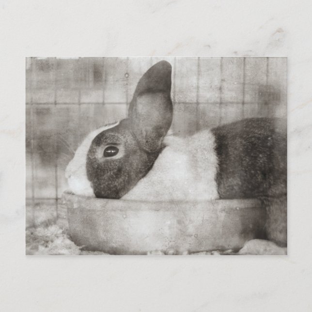 Postal Festiva Conejo conejo sentado en una Pascua Bowl Retro (Anverso)