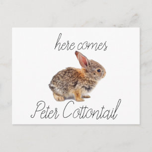 Postal Festiva Conejo de conejito del conejo de rabo blanco de