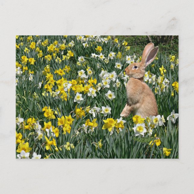 Postal Festiva Conejo de Pascua (Anverso)