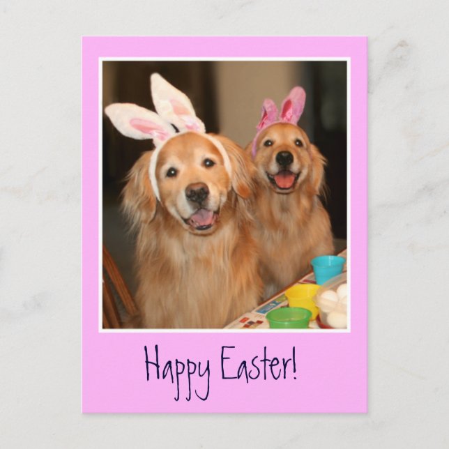 Postal Festiva Conejo de Pascua de Golden Retriever (Anverso)
