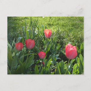 Postal Festiva Coral Red Sunny Tulips DIY Postcard