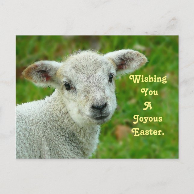 Postal Festiva Cordero dulce (Anverso)