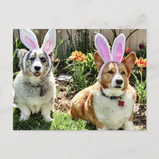 Postal Festiva Corgis de Pascua (Anverso)
