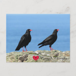 Postal Festiva Cornish Choughs (Palores) Pyrhocorax pirrhocorax