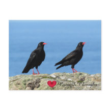 Cornish Choughs (Palores) Pyrhocorax pirrhocorax