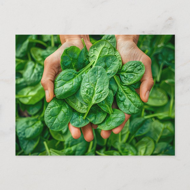 Postal Festiva Cosecha de espinacas fresca en manos (Anverso)