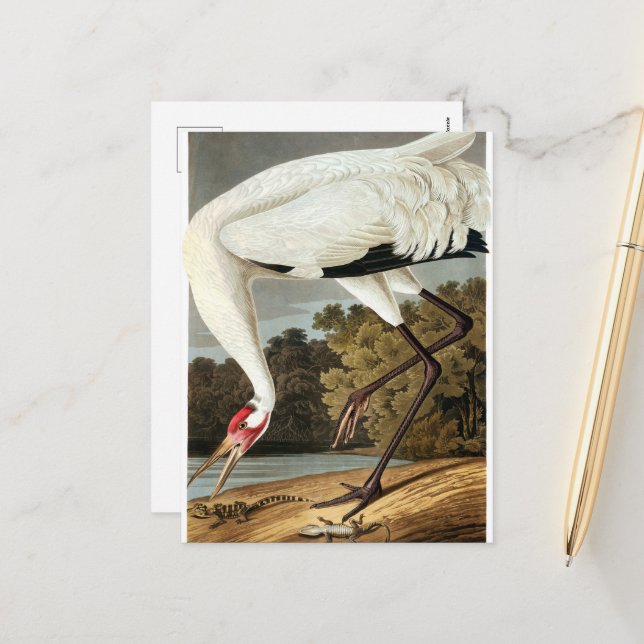 Postal Festiva Crana de Whooping de John James Audubon (Anverso/Reverso In Situ)