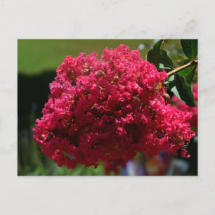 Postal Festiva Crepe Myrtle Flower