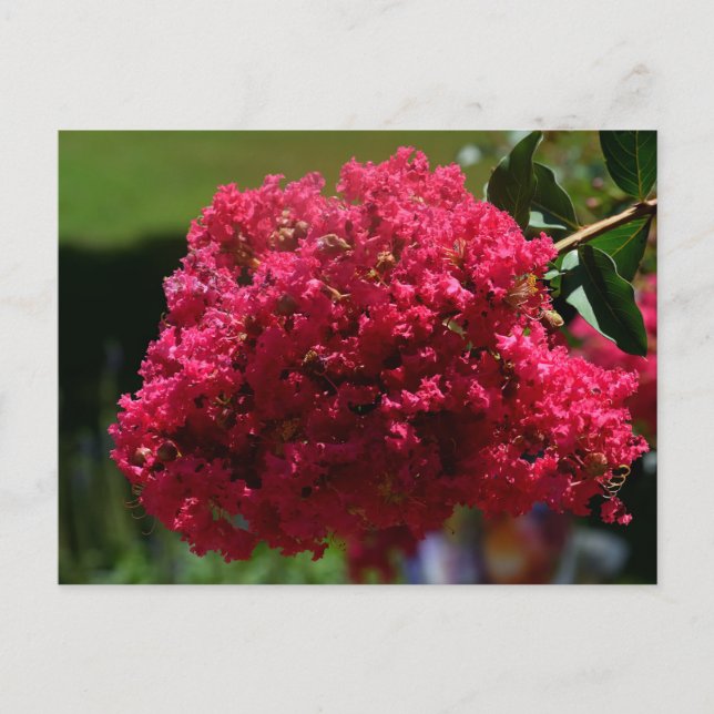 Postal Festiva Crepe Myrtle Flower (Anverso)