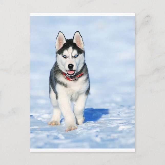 Postal Festiva Cuppy Husky en el paisaje del invierno (Anverso)