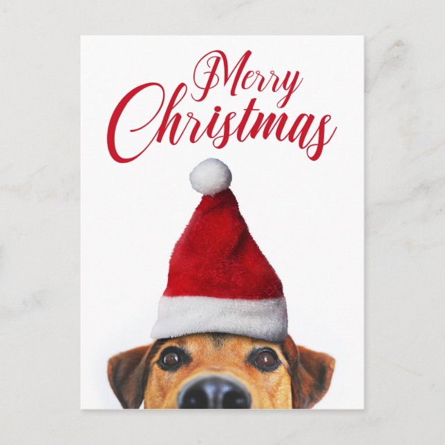 Postal Festiva Curioso perro gracioso con Santa Hat (Anverso)