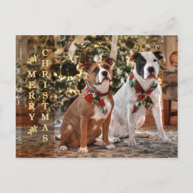 Postal Festiva Cute Christmas Rescue Pitbull and America Bull Dog (Anverso)