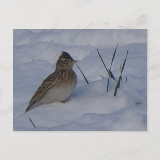 Postal Festiva Cute Eurasian Skylark Bird in Snow DIY Postcard (Anverso)