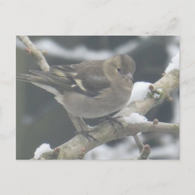 Postal Festiva Cute Finch in Snow DIY Postcard (Anverso)