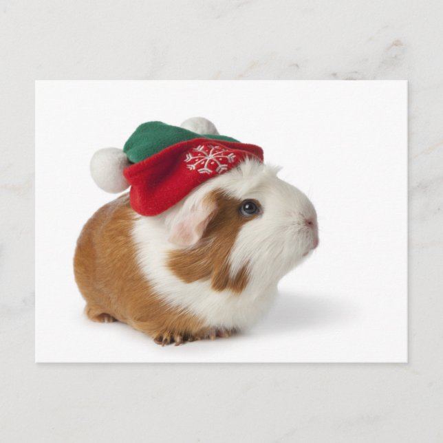 Postal Festiva Cute Guinea Pig With Christmas Hat On White (Anverso)